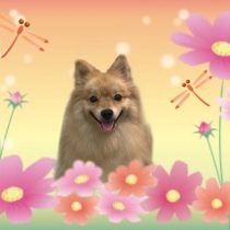 ポメラニアン