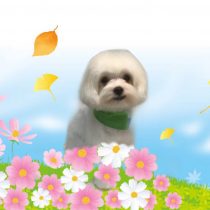 マルチーズ×チワワ