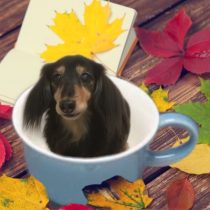 Mダックスフント