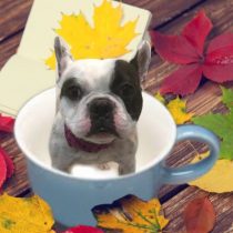 フレンチブルドッグ