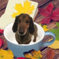 Mダックスフント