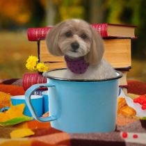 チワワ×トイプードルmix