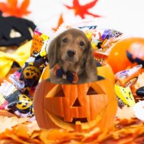 Mダックスフント