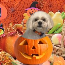 ペキニーズ×ビションmix