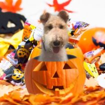 ワイヤーフォックステリア