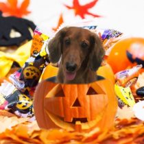 Mダックスフント