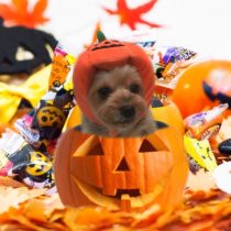 ヨークシャーテリア