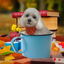 マルチーズ×トイプードルmix