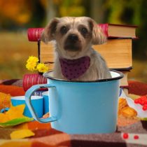 ヨークシャーテリアMIX