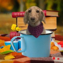 Mダックスフント