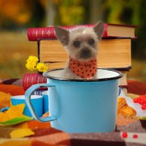 ヨークシャーテリア