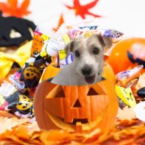 ジャックラッセルテリア