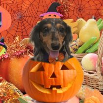 Mダックスフント