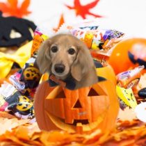 Mダックスフント