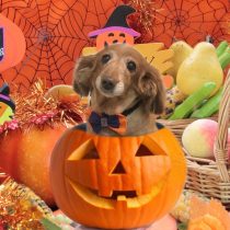 Mダックスフント