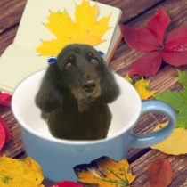 Mダックスフント