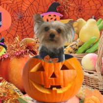 ヨークシャーテリア