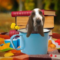 バセットハウンド