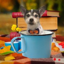 ジャックラッセルテリア