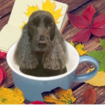 イングリッシュコッカースパニエル