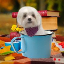 チワワ×マルチーズMIX