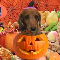 Mダックスフント