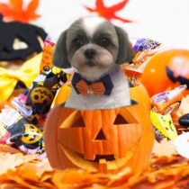 シーズー×チワワmix