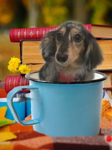 Mダックスフント