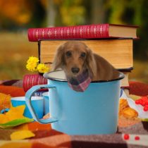 Mダックスフント