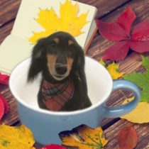 Mダックスフント