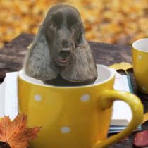 イングリッシュコッカースパニエル