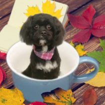 トイプードル×狆mix