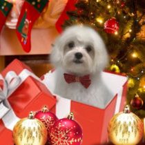 マルチーズ×チワワMix