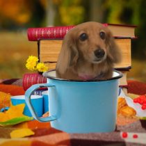 Mダックスフント