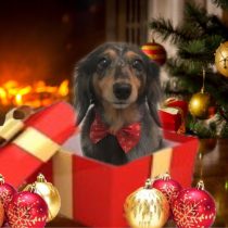 Mダックスフント