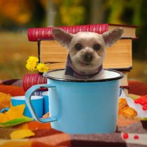 ヨークシャーテリア