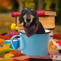 Mダックスフント