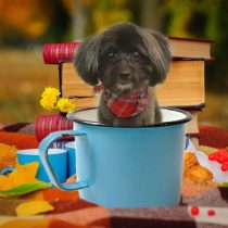 パピヨン×トイプードルmix