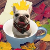 フレンチブルドッグ