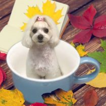 マルチーズ×トイプードルmix