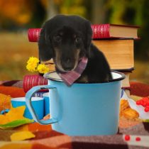 Mダックスフント