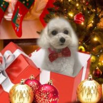 マルチーズ×トイプードルmix