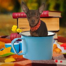 ミニチュアピンシャー