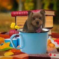 ヨークシャーテリア