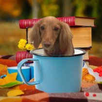 Mダックスフント