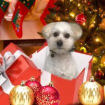 トイプードル×マルチーズmix