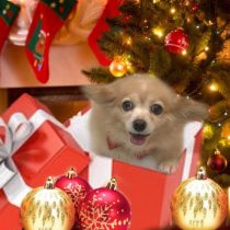 チワワ×MダックスフントMIX