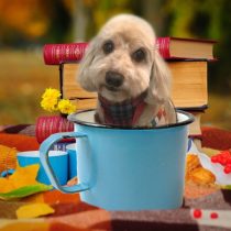 Mダックス×トイプードルmix