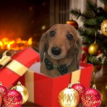 Mダックスフント