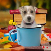 ジャックラッセルテリア